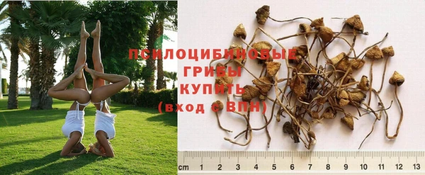 крисы Володарск